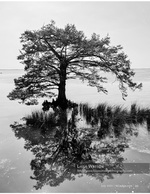 Cypress tree nature photography in black and white
