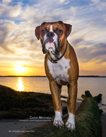 Dog pet photography at sunset