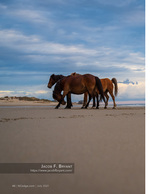 Wild horses wildlife photography on the beach