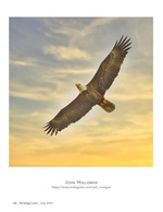 Bald eagle wildlife photography in flight