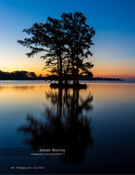 Cypress trees nature photography at dusk