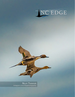 wildlife photography of ducks in flight