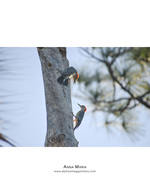 wildlife photography of red-bellied woodpeckers