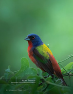 wildlife photography of a painted bunting