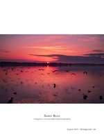 wildlife photography of waterfowl at sunset