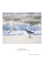 wildlife photography of a shorebird in the shallows