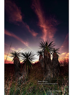 landscape photography of yucca silhouettes at dusk