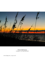landscape photography of sea oats at sunset