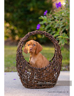 pet photography of a puppy in a basket