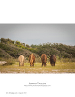 wildlife photography of wild horses grazing