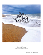 driftwood coastal photography