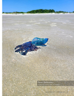 marine life photography