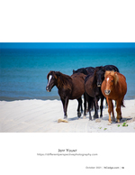 Wild horses wildlife photography on the beach
