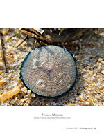 Sand dollar macro photography