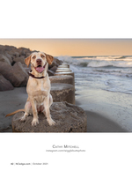 Pet photography on a jetty at sunset