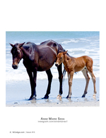 Mare and foal on the shore, wildlife photography