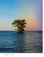 Cypress cluster at twilight, landscape photography