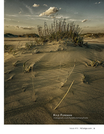 Windblown dune grass, landscape photography