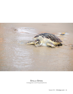 Sea turtle returning to the surf, wildlife photography