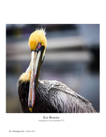 Brown pelican portrait, wildlife photography