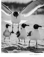 Gulls in flight, black and white photography
