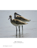 Willets wading the shallows, wildlife photography