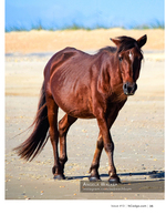 Wild horse portrait, wildlife photography