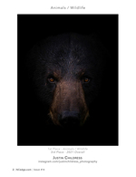 Black bear wildlife photography close-up portrait