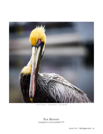 Brown pelican wildlife photography portrait