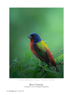Painted bunting wildlife photography