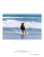 Wild horse wildlife photography running through the surf