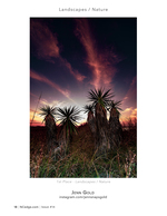 Yucca blooms landscape photography at sunset