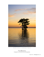 Cypress trees landscape photography reflected at dusk