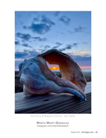 Whelk shell still life photography at dusk