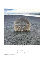 Sand dollar still life photography on the shore