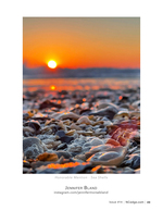 Sea shells still life photography at sunrise
