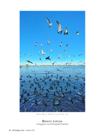 Gulls Over New Bern wildlife photography