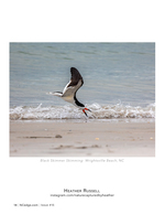 Black Skimmer Skimming wildlife photography