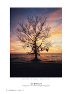 Sound Tree at Sunset landscape photography