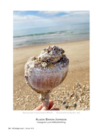 Barnacled Channeled Whelk still life photography