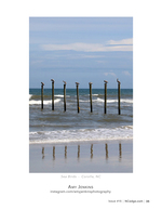 Sea Birds wildlife photography