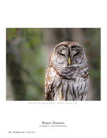 Barred Owl Stare Down wildlife photography