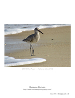 OBX Willet Poser wildlife photography
