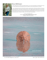 sand dollar still life photography