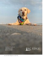 dog pet photography