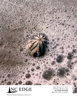 sea urchin still life photography