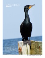 cormorant wildlife photography