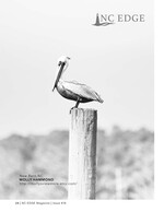 pelican wildlife photography