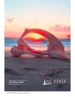 shell sunrise still life photography