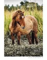 wild horse wildlife photography